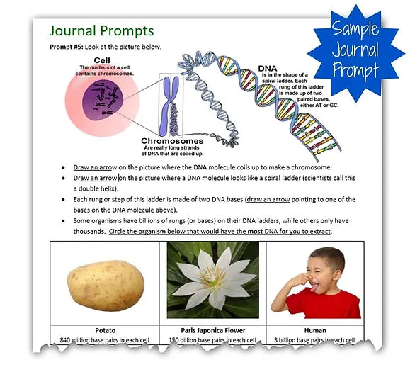 DNA Extraction Science Project Kit